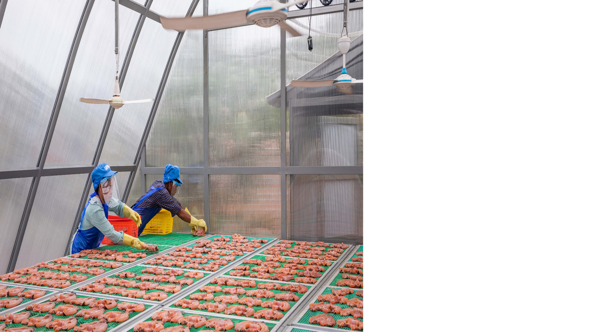 Inside the solar dome: operators in PPE arrange fillets on raised mesh trays under ceiling fans