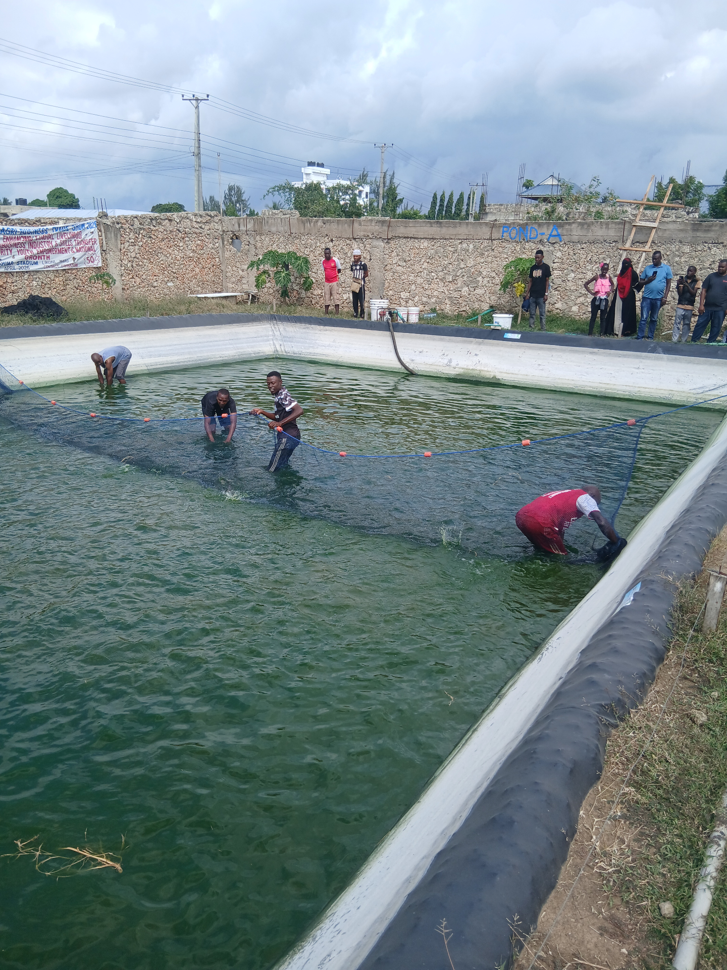 Seine netting Pond A on harvest day