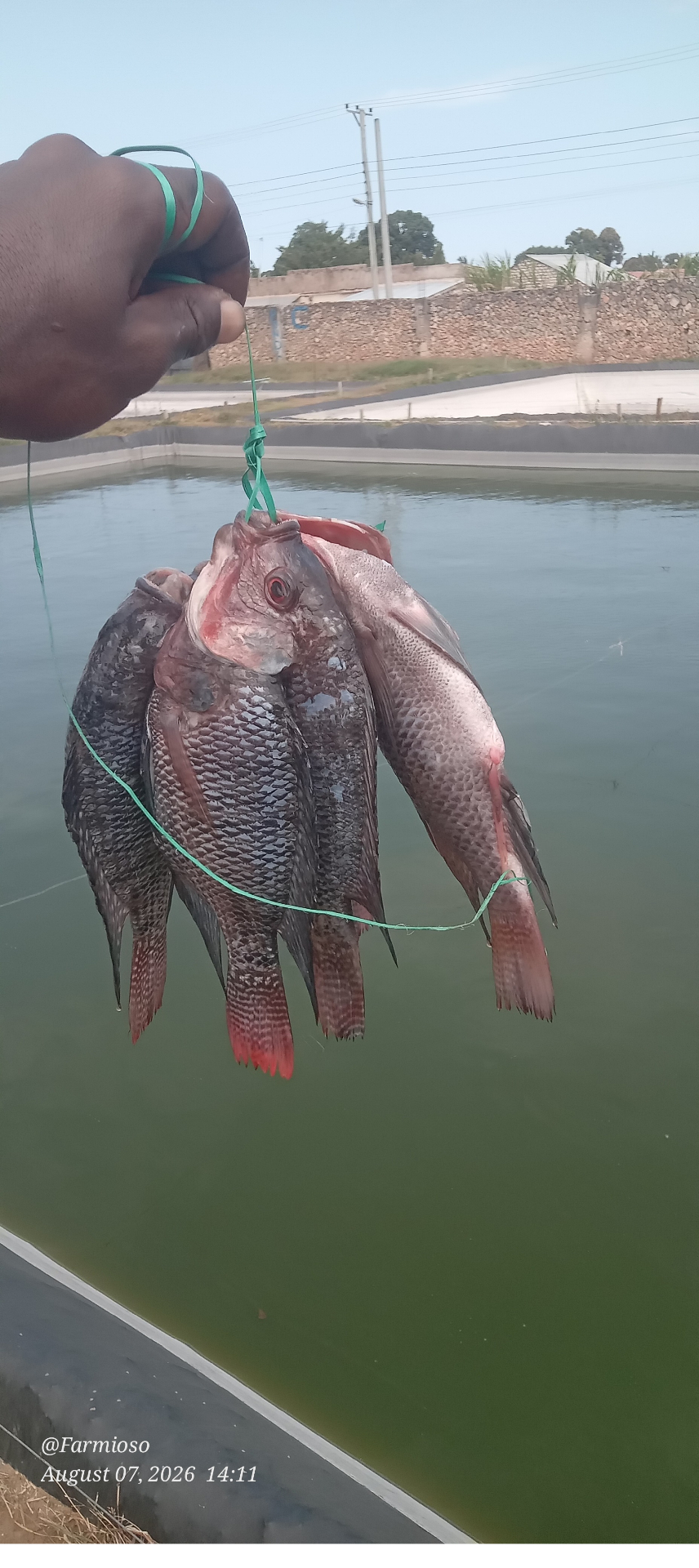 Table-size tilapia from the Mtongwe ponds