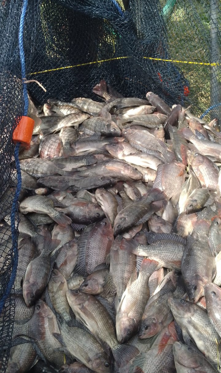 Tilapia lifted from the net